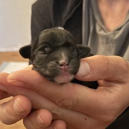 White Socks - Black and silver male Lowchen puppy in Grass Valley, California from Potrero Lowchen
