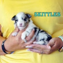 Skittles - Girl - Blue merle female Toy Shetland Sheepdog puppy in Frazeysburg, Ohio from Mountain High Kennels