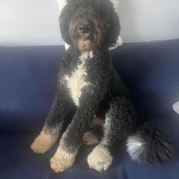 Bernedoodle and Sheepadoodle Puppies from Luvmydoodle