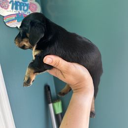 Dachshund Puppies from Memaw’s Minis Babies Doxies