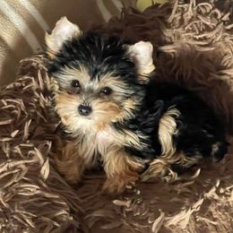 Leonard - Black and tan male Yorkshire Terrier puppy in Grafton, West Virginia from Gemstone Kennel
