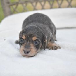 Male 1 - Black and tan male Dachshund puppy in Martinsville, Virginia from Rea's Doxies