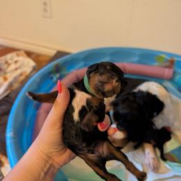 Larry Jr. - Tri-color male Cavapoo puppy in Sunnyvale, Texas from Sunnytown Farm Cavapoos