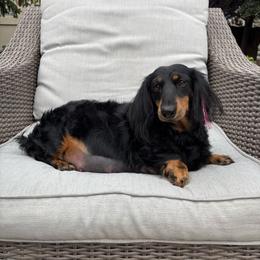Ziggy - Dachshund