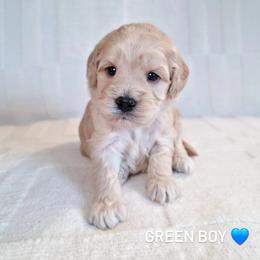 Green Boy - Cream male Goldendoodle puppy in Rochester, New York from Sandy Creek Doodles