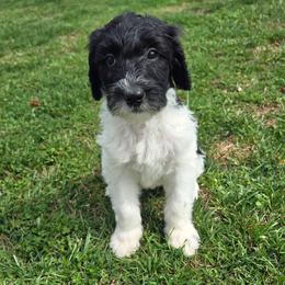 Babe - Black and white female Bernedoodle puppy in Mckenzie, Tennessee from Small Town Doodles & Poodles