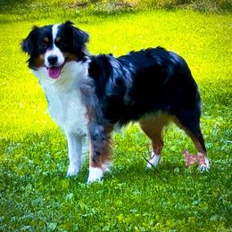 Miniature Australian Shepherd puppies from Dusty Spring Australian Shepherds, LLC