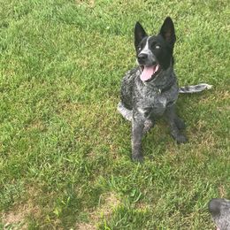 Saddie  - Australian Cattle Dog