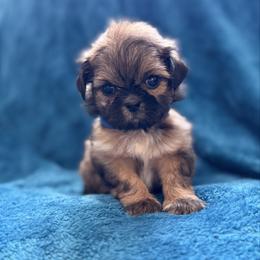 AKC Truffle - Sable male Shih Tzu puppy in Paintsville, Kentucky from Molly B's ShihTzus