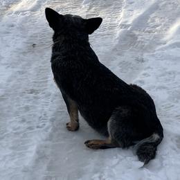 Australian Cattle Dog puppies from Weleski Chocolate Heelers