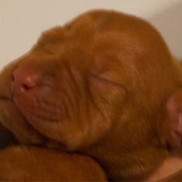 Girl 4 - Vizsla puppy in Taylors, South Carolina from Venturous Vizslas