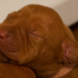 Girl 4 - Vizsla puppy in Taylors, South Carolina from Venturous Vizslas