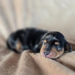 Sport - Dapple male Dachshund puppy in Signal Mountain, Tennessee from Hot Diggity Doxens