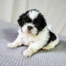 AKC-Miranda - Chocolate female Shih Tzu puppy in Mooresville, North Carolina from Juji Shih Tzu