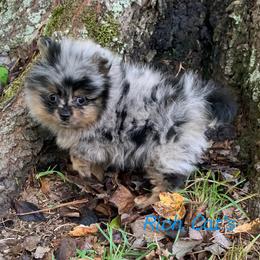 Catahoula Leopard Dog, Cocker Spaniel, Pomeranian, and Teddy Roosevelt Terrier Puppies from Rich Cat’s