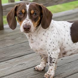 Sissy - Dachshund