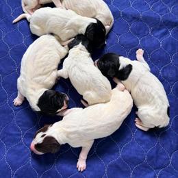 Boy 2 - Black male German Shorthaired Pointer puppy in Dearborn, Missouri from Hardwood Kennels
