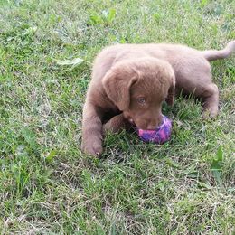 Chesapeake Bay Retriever Puppies from Twin Oak's Chesapeakes