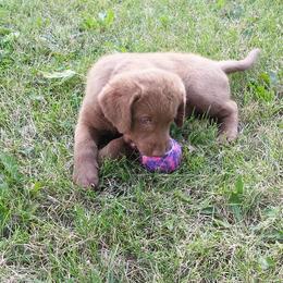 Chesapeake Bay Retriever Puppies from Twin Oak's Chesapeakes