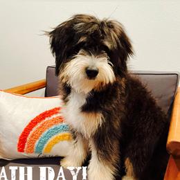 Emmbie - Bernedoodle