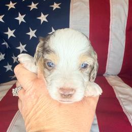 Dreamer - Dapple male Dachshund puppy in Lexington, Oklahoma from BooneDox Miniature Dachshunds