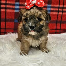 Gemma - Black and gold female Morkie puppy in Monticello, Iowa from Ashley’s Puppies