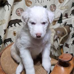 Lilly - Red merle female Australian Shepherd puppy in Fort Morgan, Colorado from 4B Ranch & Livestock, LLC