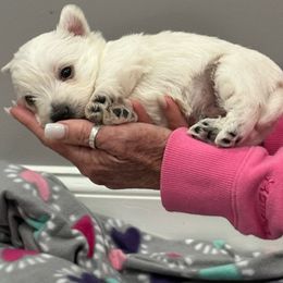 Boy 2 - White West Highland White Terrier puppy in Alabaster, Alabama from Southern Belle Westies