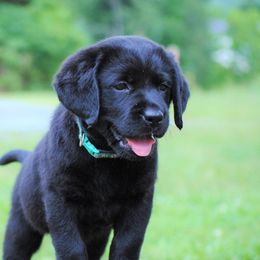 Labrador Retriever Puppies from Cove Labradors
