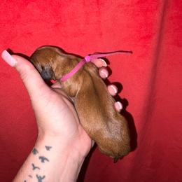 Lolli - Red female Dachshund puppy in Magnolia, Texas from Little Honey’s Dachshunds