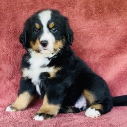 Tan Collar Male - Black rust and white male Bernese Mountain Dog puppy in Bristol, Tennessee from Holston Hollow Farm