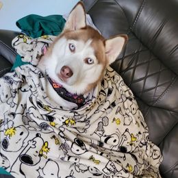 Athena - Siberian Husky