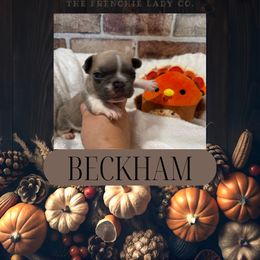 Beckham - Blue fawn male French Bulldog puppy in Riverview, Florida from The Frenchie Lady Co.