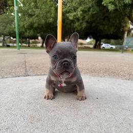 Shortcake - Blue female French Bulldog puppy in Bakersfield, California from HOI Frenchies