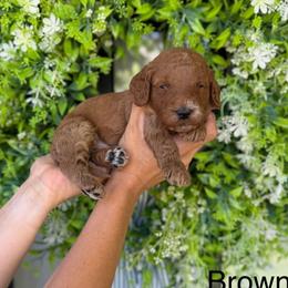 Alabama - Red  male Goldendoodle puppy in Springville, Utah from JW Doodles