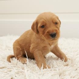 Rafiki - Light Green Collar - Apricot male Goldendoodle puppy in Arlington, Washington from Anderson Goldendoodles