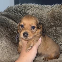 Dachshund and French Bulldog Puppies from Trust Fund Devil Kennel