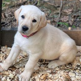 Labrador Retrievers from Serenity Labs