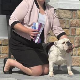 Bulldog and French Bulldog All Grown Up from Double B Bulldogs