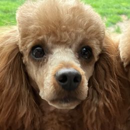 Poodles from Martin's Poodles and Doodles