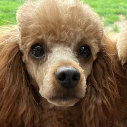 Poodles from Martin's Poodles and Doodles