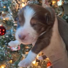 Declan - Red tri male Miniature Australian Shepherd puppy in Copperas Cove, Texas from Aussies Acre