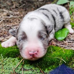 Badger - Blue merle male Miniature Australian Shepherd puppy in Kettle Falls, Washington from Ellie's Miniature Australian Shepherds