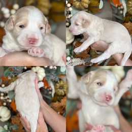 Gage - - Yellow and white male Bernedoodle puppy in Yuciapa, California from AlltheDoodlez_