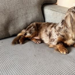 Dachshund puppies from Dach of Doxies