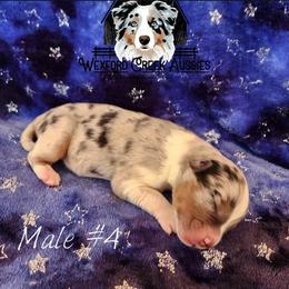 Boy 4 - male Australian Shepherd puppy in Harpers Ferry, Iowa from Wexford Creek Aussies, LLC