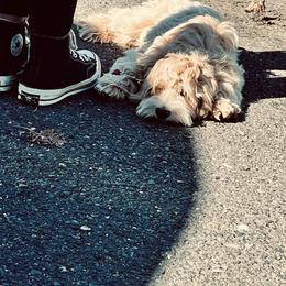 Australian Labradoodle Puppies from Fancy Pants Labradoodles