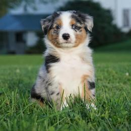 Hektor - Blue merle male Australian Shepherd puppy in Holmesville, Ohio from Coffee Run Spring at Miller Farms