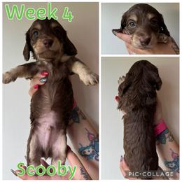 Scooby - Chocolate and cream male Dachshund puppy in Michigan from M.H.P Dachshunds