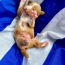 Nova Scotia Duck Tolling Retriever Puppies from Tallyho Tollers